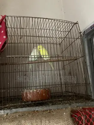 Budgerigars Lutino Running Pair