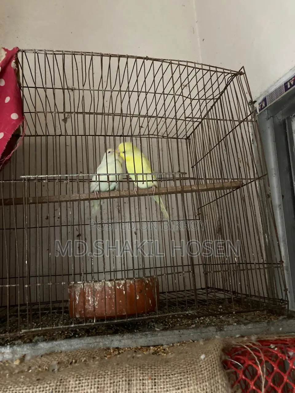 Budgerigars Lutino Running Pair