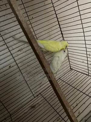 Budgerigars Lutino Running Pair