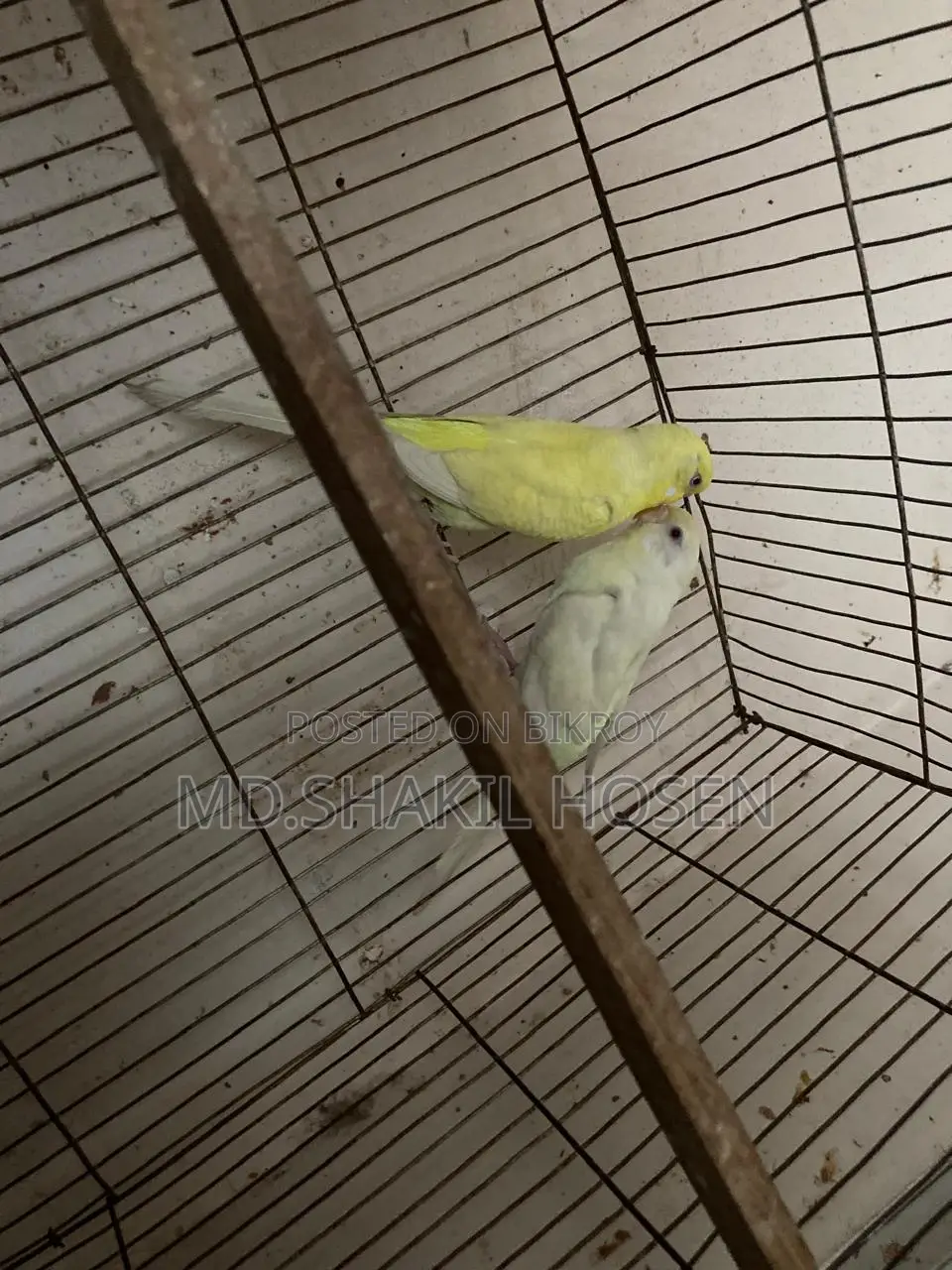 Budgerigars Lutino Running Pair