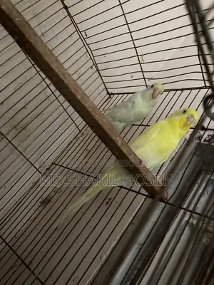 Budgerigars Lutino Running Pair