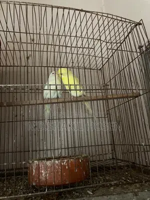 Budgerigars Lutino Running Pair