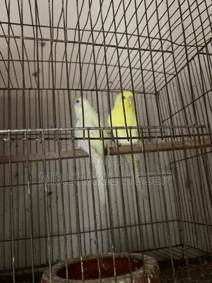 Budgerigars Lutino Running Pair