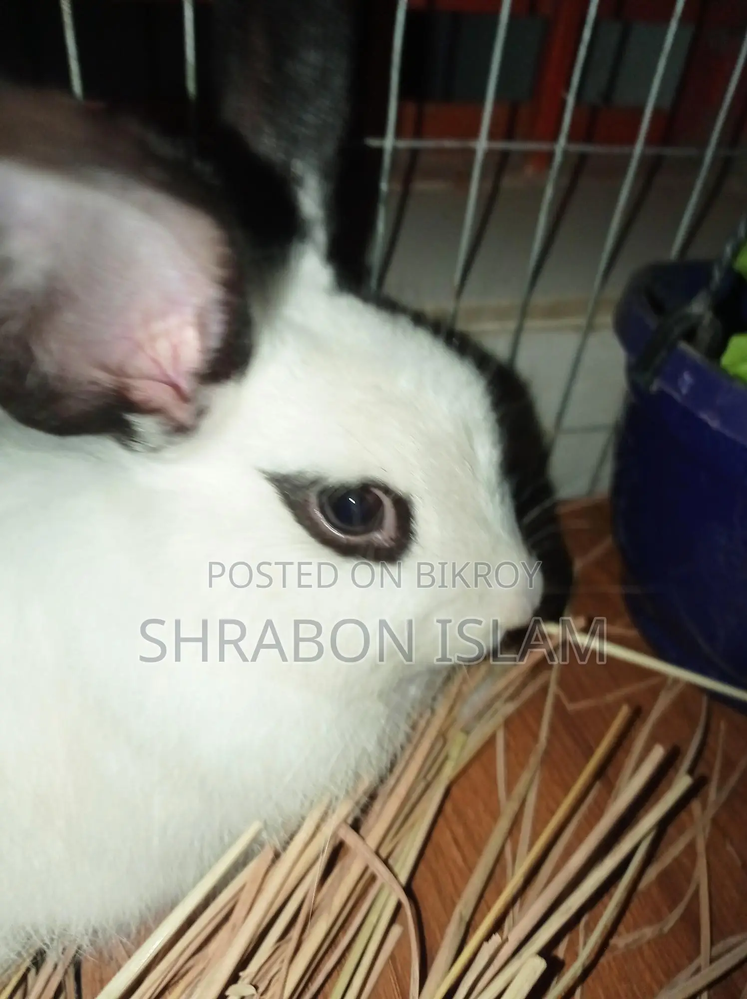 Hotot Dwarf Rabbit (Mixed Breed)
