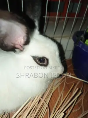 Hotot Dwarf Rabbit (Mixed Breed)