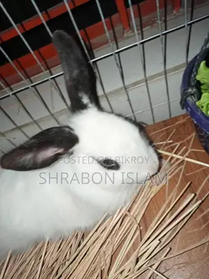 Hotot Dwarf Rabbit (Mixed Breed)