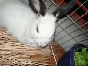 Hotot Dwarf Rabbit (Mixed Breed)
