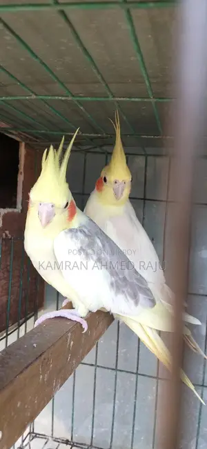 লুটিন ককাটেল পাখি