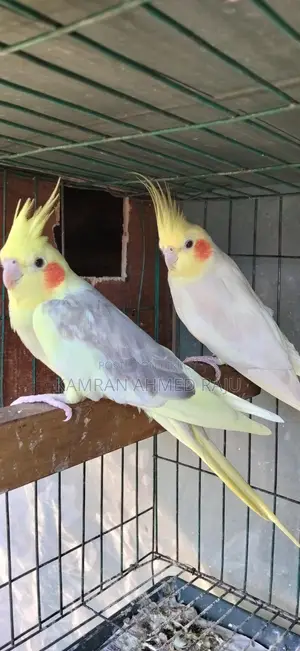 Lutino Cockatiel Birds