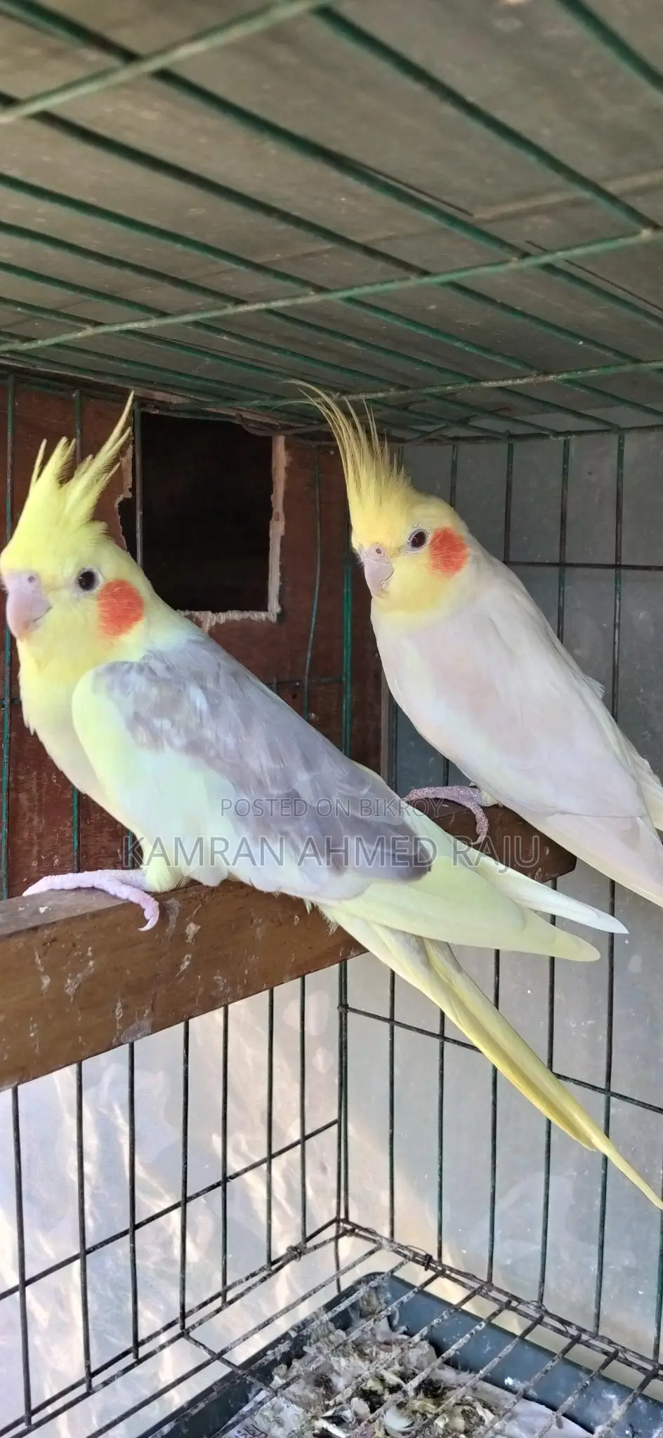 Lutino Cockatiel Birds