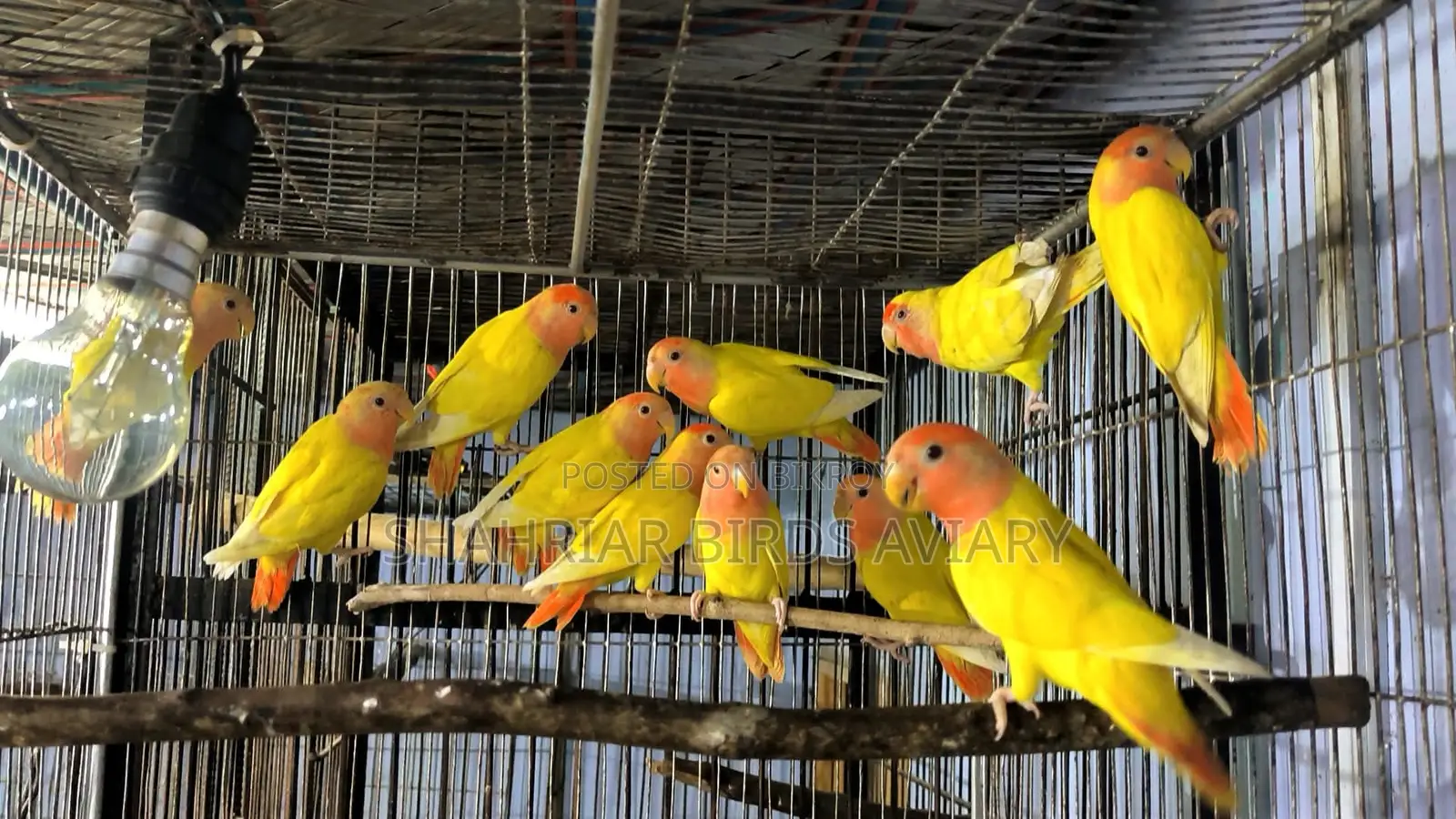 Opaline Lovebird