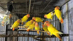 Opaline Lovebird
