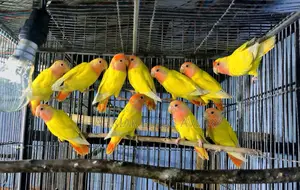 Opaline Lovebird