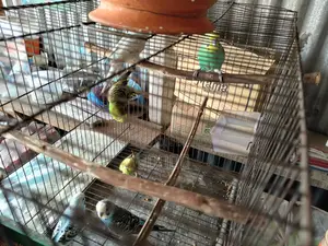 Budgerigar Birds