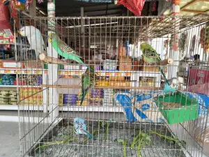 Budgerigar Birds