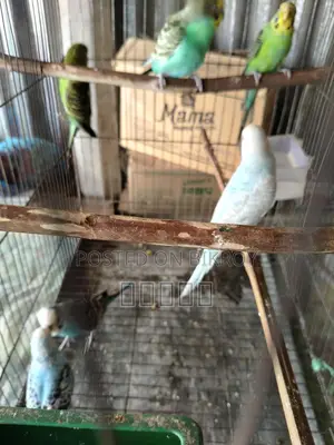 Budgerigar Birds