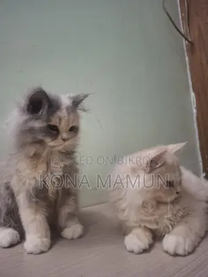 Persian Cat 2.5 Months For Sale