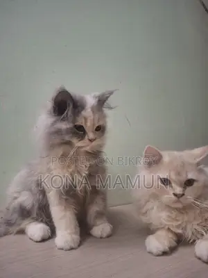 Persian Cat 2.5 Months For Sale