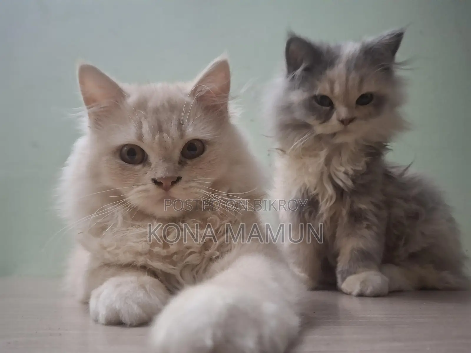 Persian Cat 2.5 Months For Sale