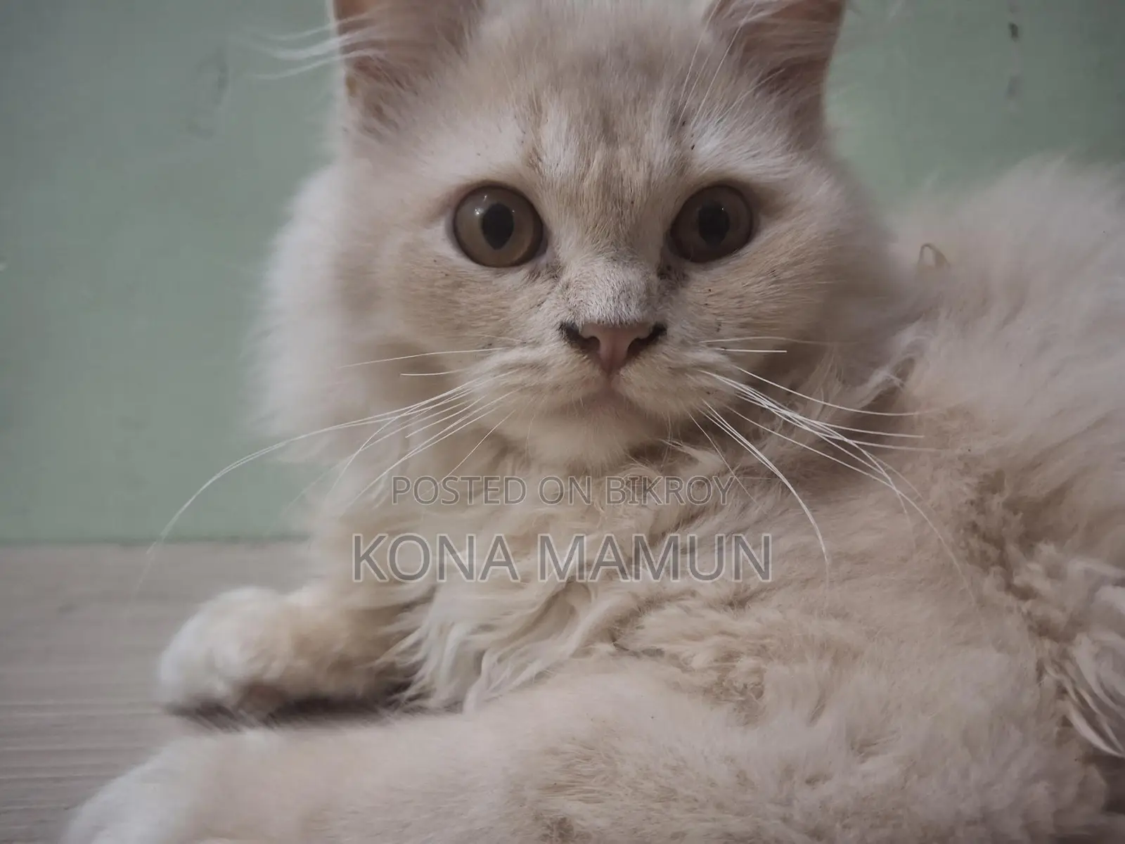 Persian Cat 2.5 Months For Sale