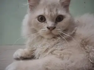 Persian Cat 2.5 Months For Sale