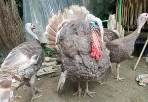 টারকি মোরগ