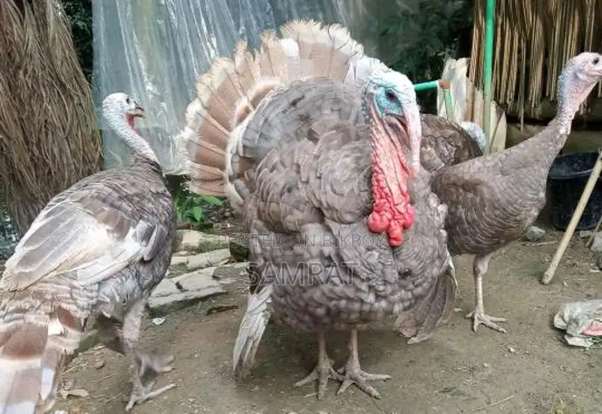 Turkey Rooster