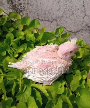 Cockatiel