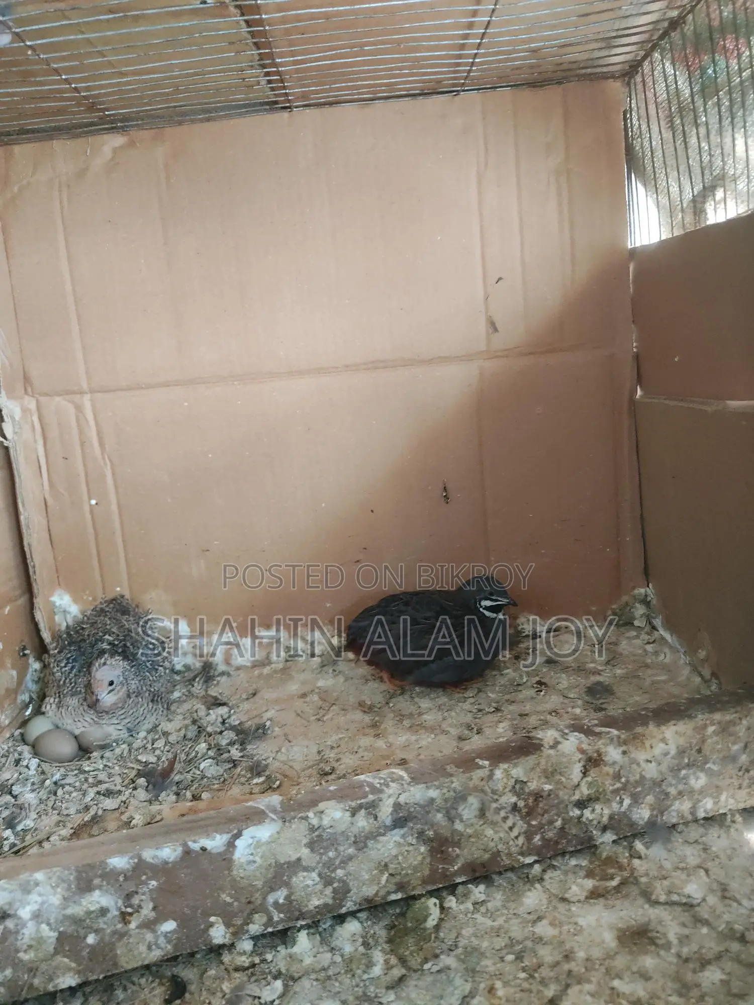 King Quail