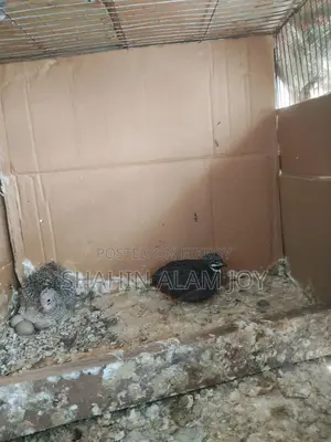 King Quail