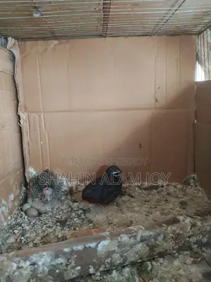 King Quail
