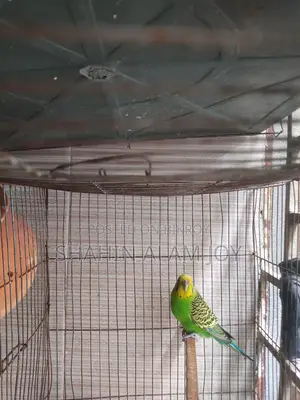 King Quail