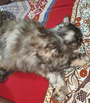 Cat for sale