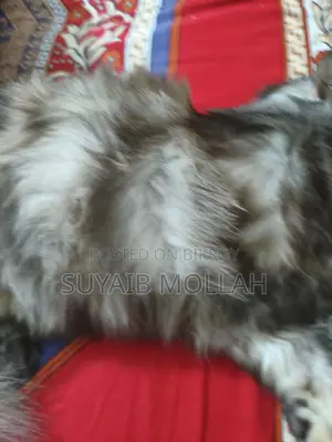 Cat for sale