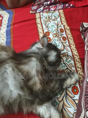 Cat for sale