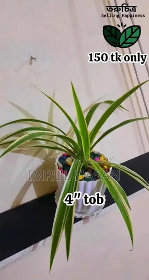 রংপুরের মধ্যে Indoor Plant বিক্রি হবে।
