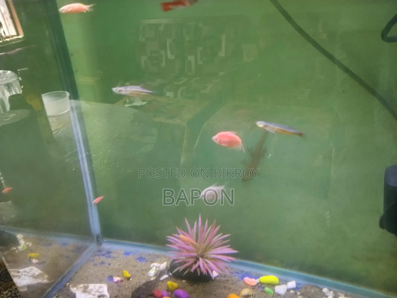 Unic Fish