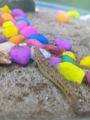 Unic Fish