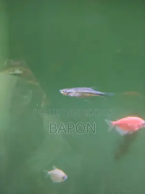 Unic Fish