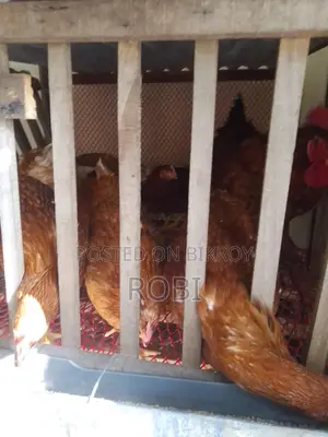 Layer Chicken