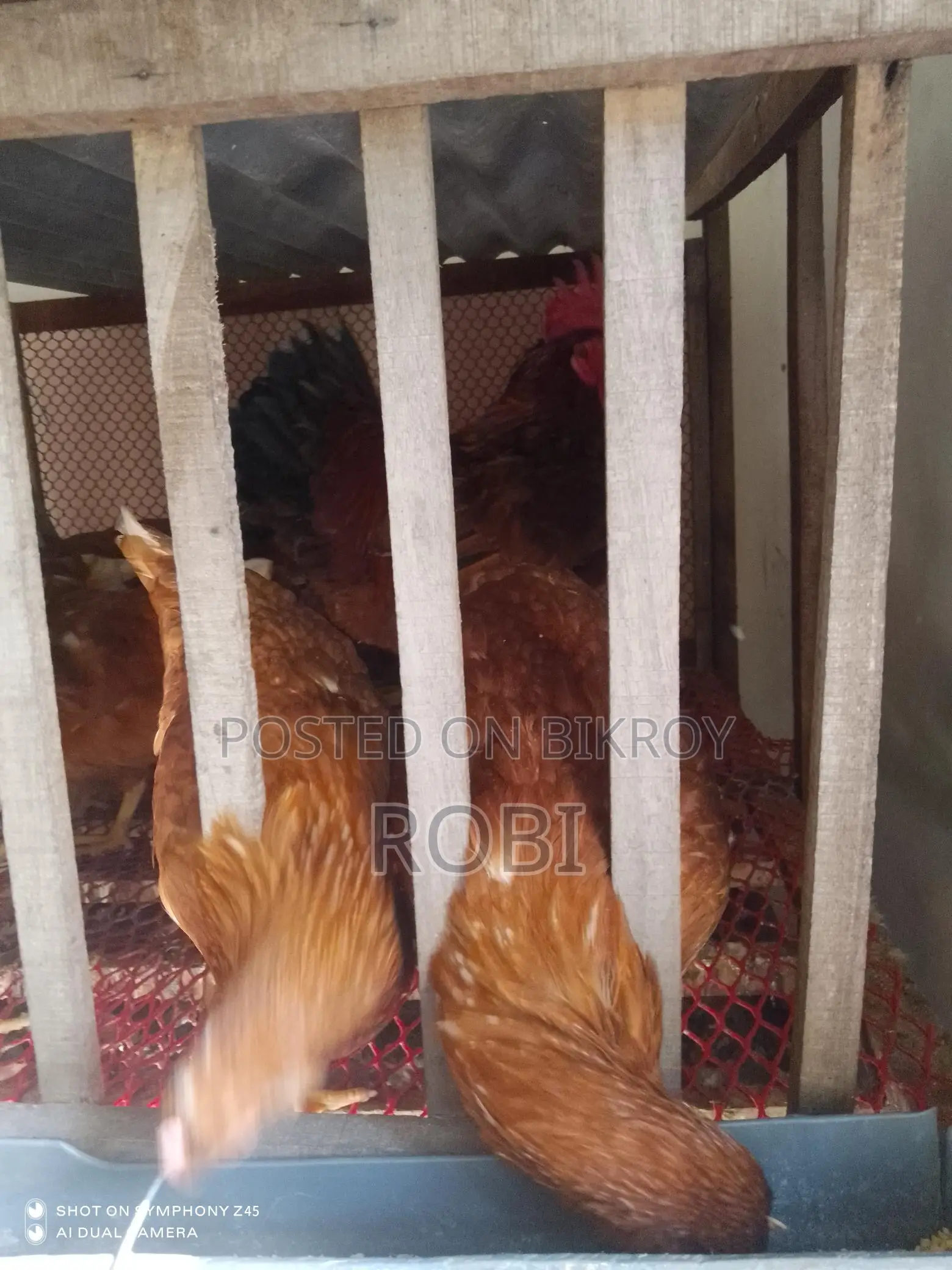 Layer Chicken