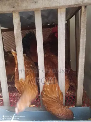 Layer Chicken