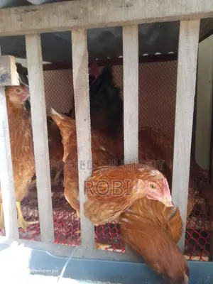 Layer Chicken