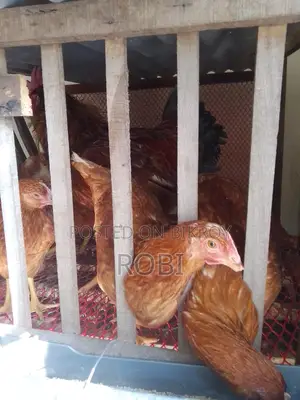 Layer Chicken