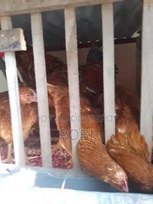 Layer Chicken