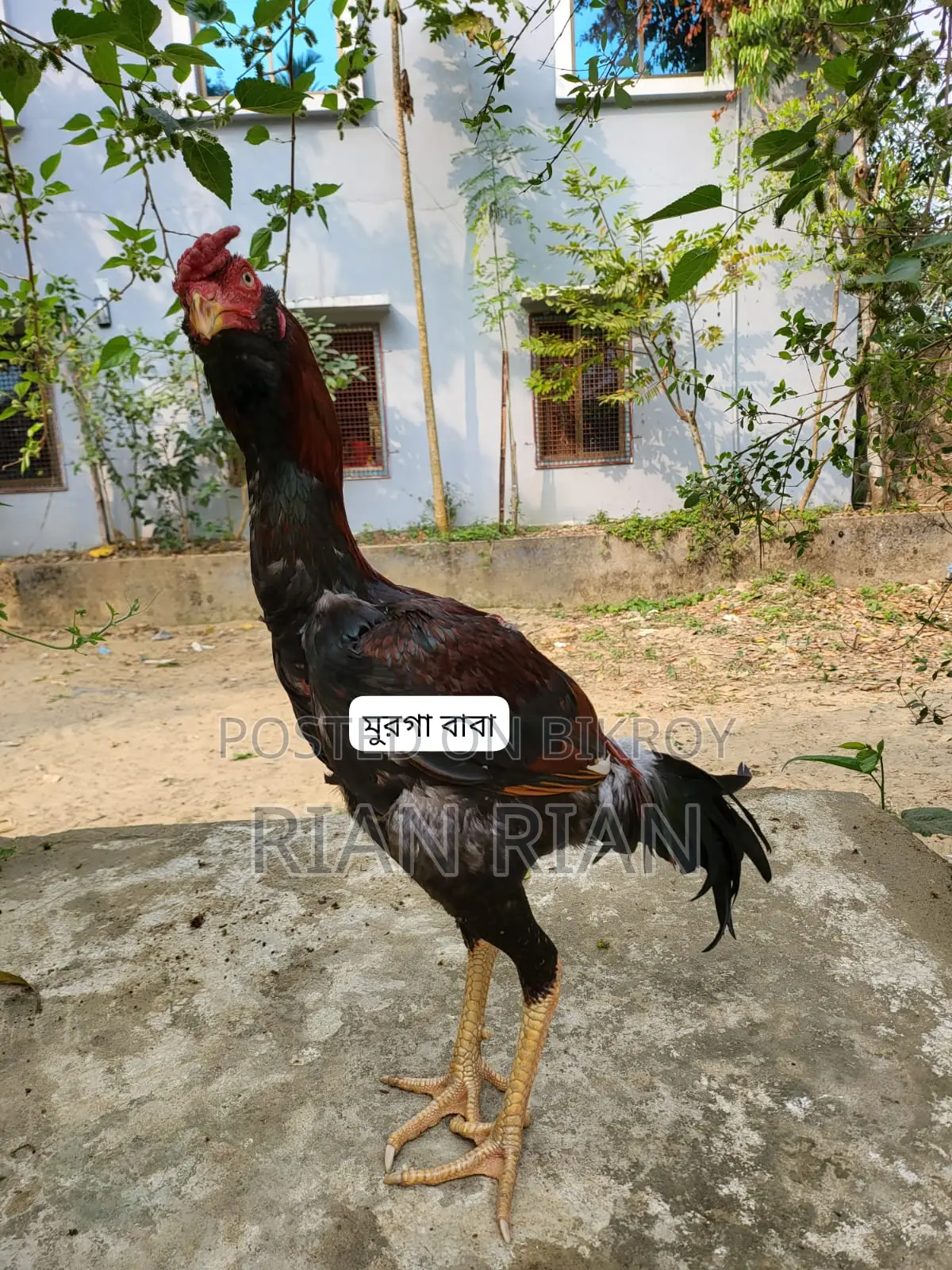 আসিল মুরগা
