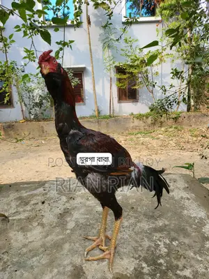 আসিল মুরগা