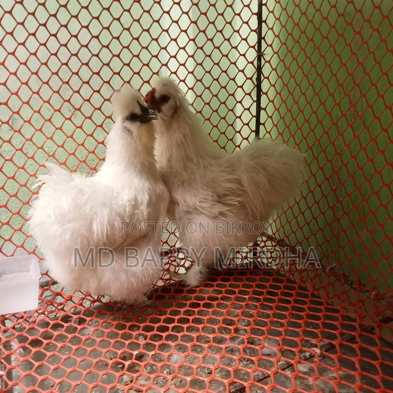 Silkie Chicken Hatching Eggs for Sale