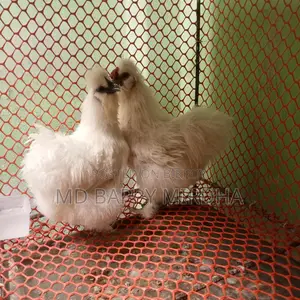 Silkie Chicken Hatching Eggs for Sale