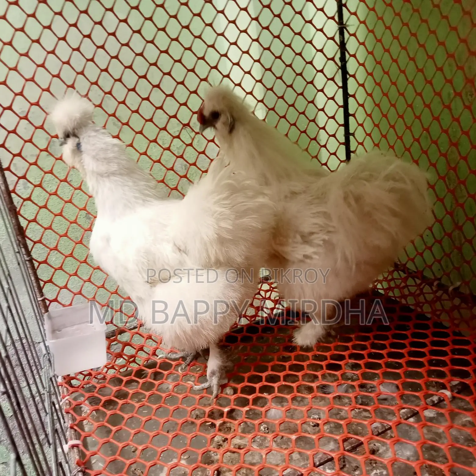 Silkie Chicken Hatching Eggs for Sale
